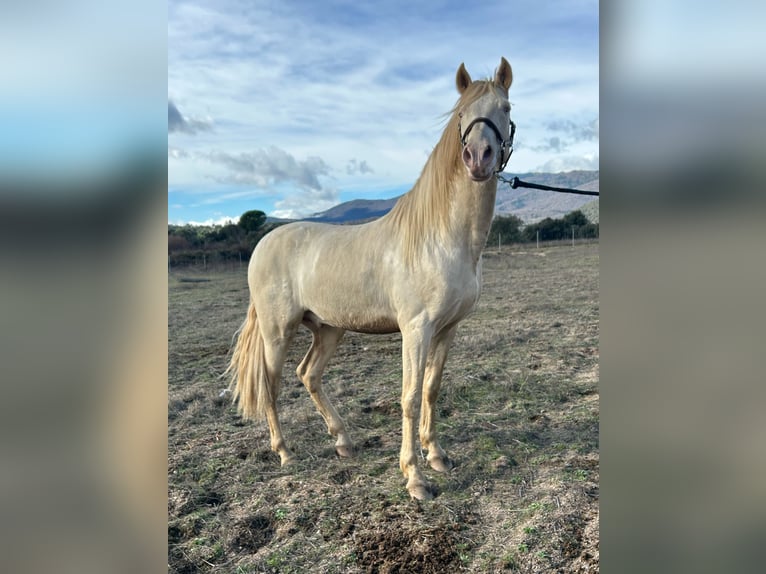 Andalusian Mix Stallion Perlino in San Martin De Valdeiglesias