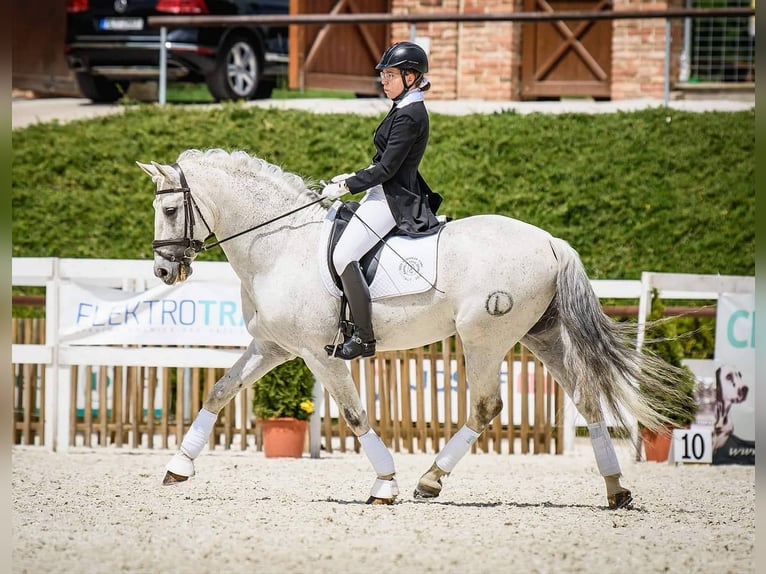 Andalusian Stallion White in Liberec