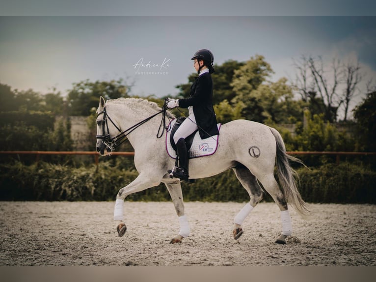 Andalusian Stallion White in Liberec