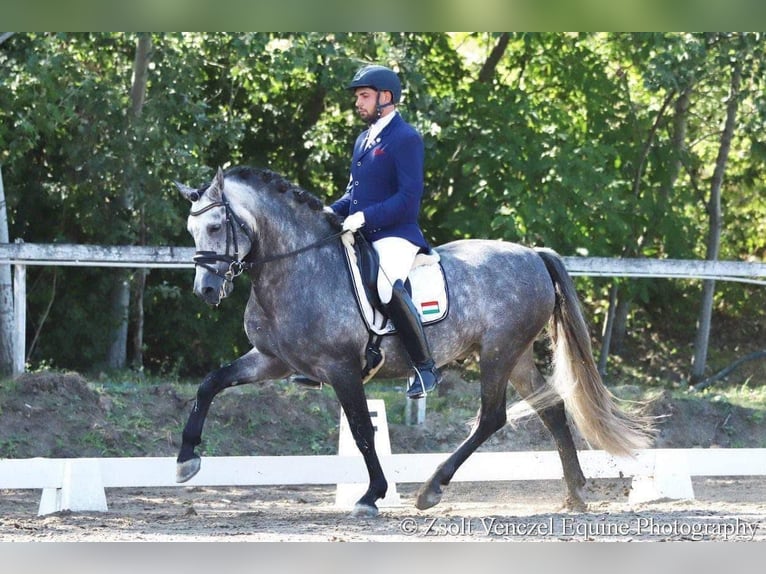 Andalusiër Hengst 10 Jaar 158 cm Falbe in Baja