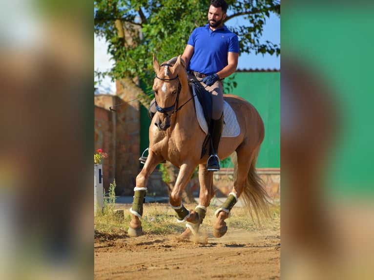 Andalusiër Hengst 10 Jaar 160 cm Palomino in Alicante/Alacant