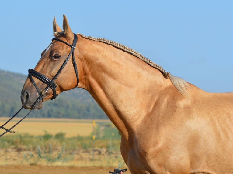 Andalusiër Hengst 10 Jaar 160 cm Palomino in Alicante/Alacant