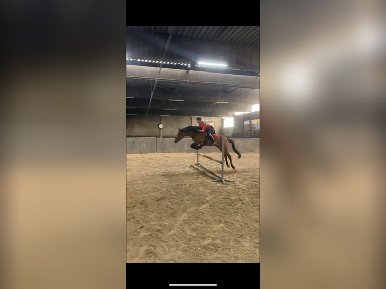 Andalusiër Hengst 10 Jaar 163 cm Bruin in Vaals