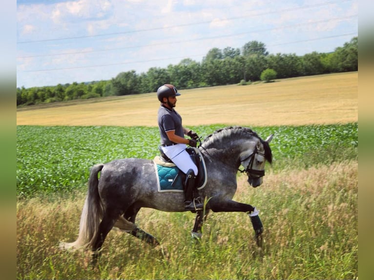 Andalusier Hengst 10 Jahre 158 cm Falbe in Baja