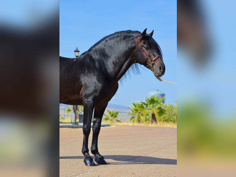 Andalusier Hengst 10 Jahre 163 cm Brauner in Castuera