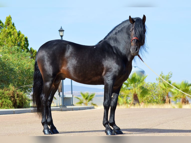 Andalusier Hengst 10 Jahre 163 cm Brauner in Castuera