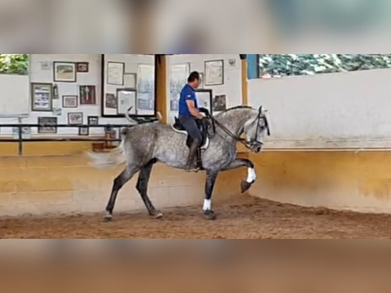 Andalusier Hengst 10 Jahre 164 cm Apfelschimmel in Pedro Mu&#xF1;oz