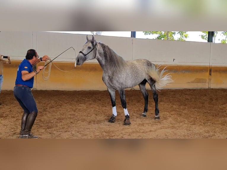 Andalusier Hengst 10 Jahre 164 cm Apfelschimmel in Pedro Mu&#xF1;oz