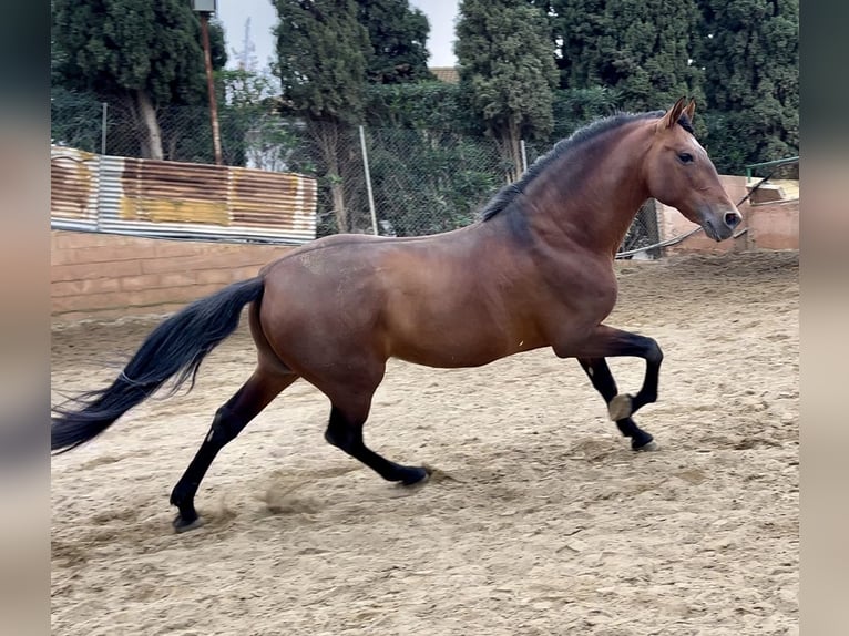 Andalusier Hengst 10 Jahre 167 cm Rotbrauner in Mijas