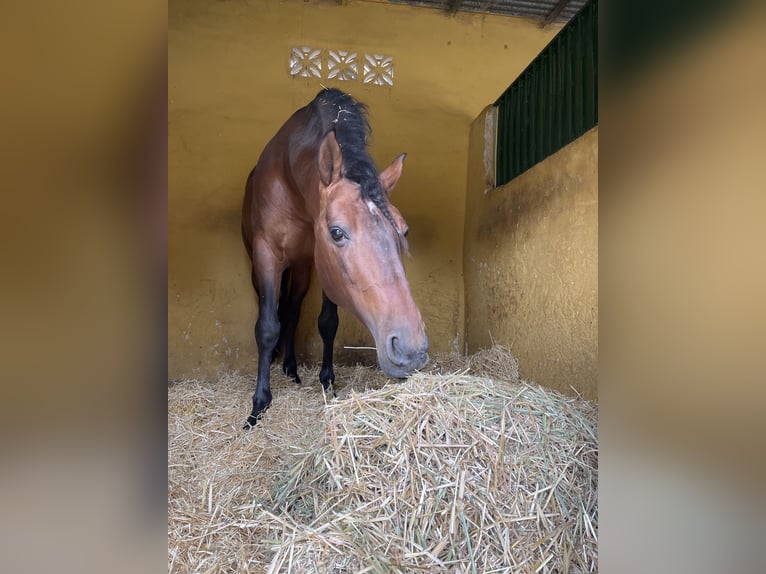 Andalusier Hengst 10 Jahre 167 cm Rotbrauner in Mijas