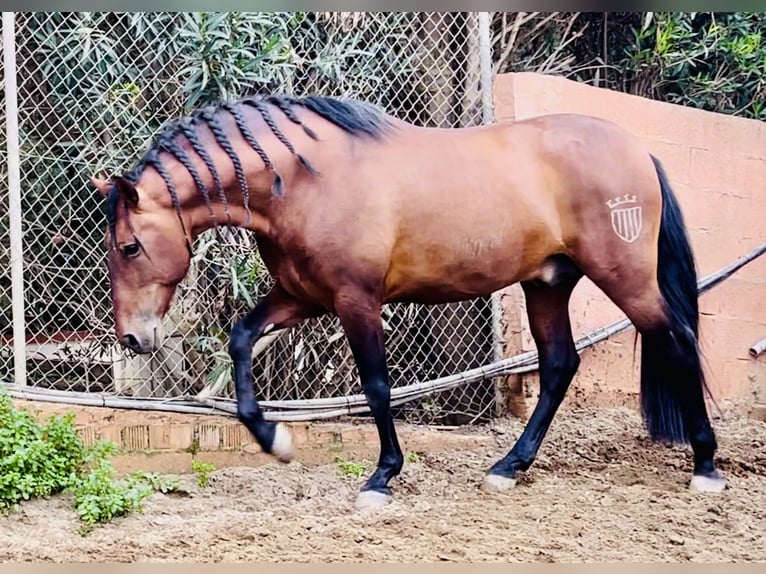 Andalusier Hengst 10 Jahre 167 cm Rotbrauner in Mijas