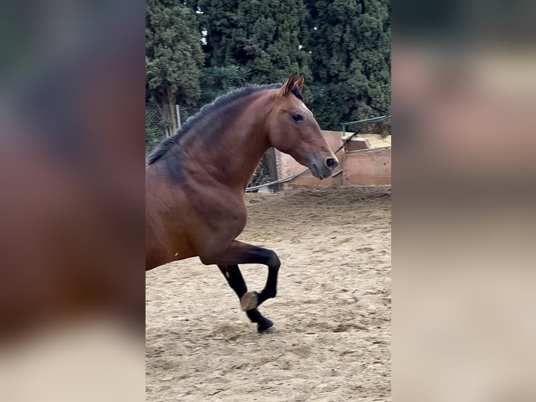 Andalusier Hengst 10 Jahre 167 cm Rotbrauner in Mijas