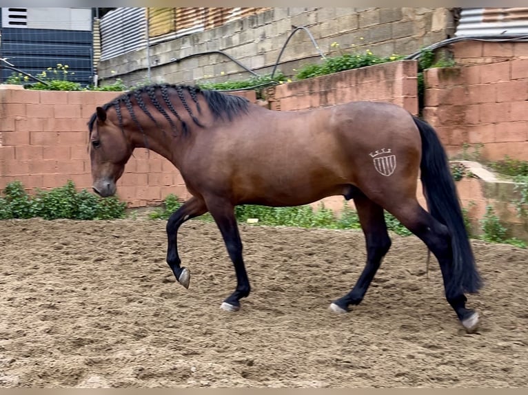 Andalusier Hengst 10 Jahre 167 cm Rotbrauner in Mijas