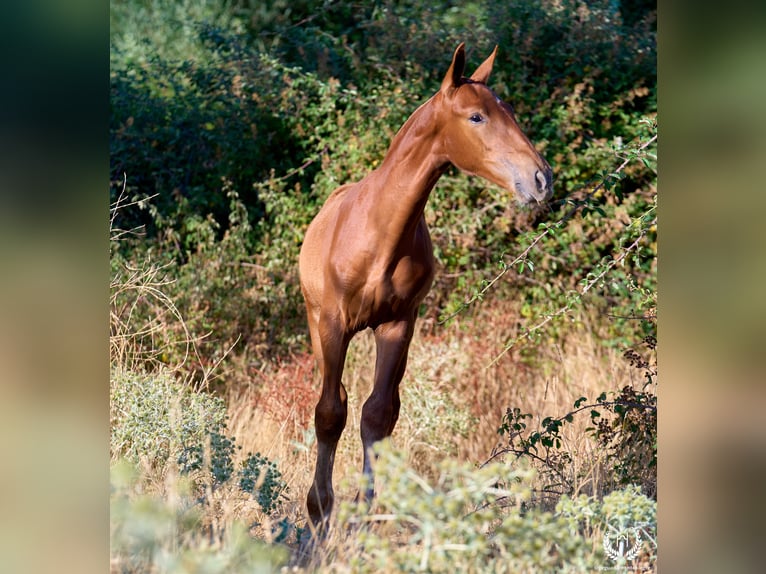 Andalusier Hengst 10 Jahre Rotfuchs in Navalperal De Pinares
