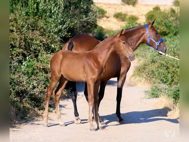 Andalusier Hengst 10 Jahre Rotfuchs in Navalperal De Pinares