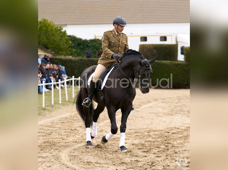 Andalusier Hengst 10 Jahre Rotfuchs in Navalperal De Pinares