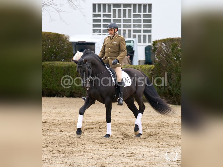 Andalusier Hengst 10 Jahre Rotfuchs in Navalperal De Pinares