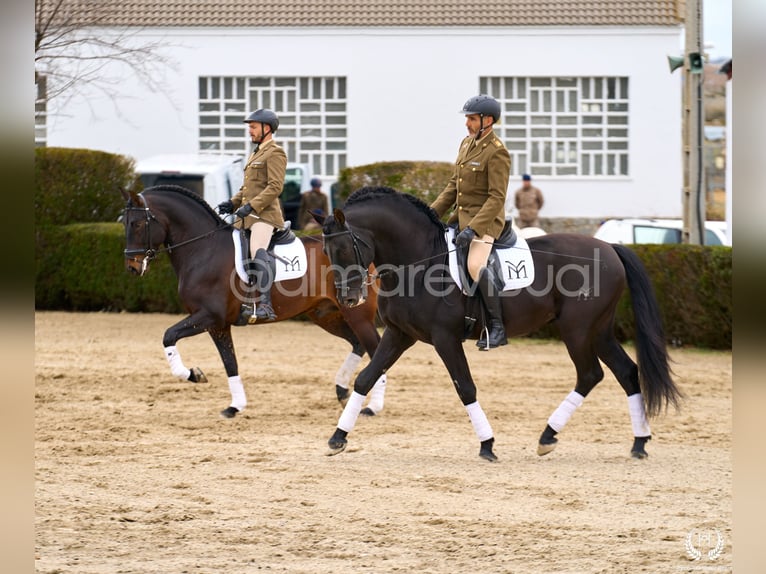 Andalusier Hengst 10 Jahre Rotfuchs in Navalperal De Pinares