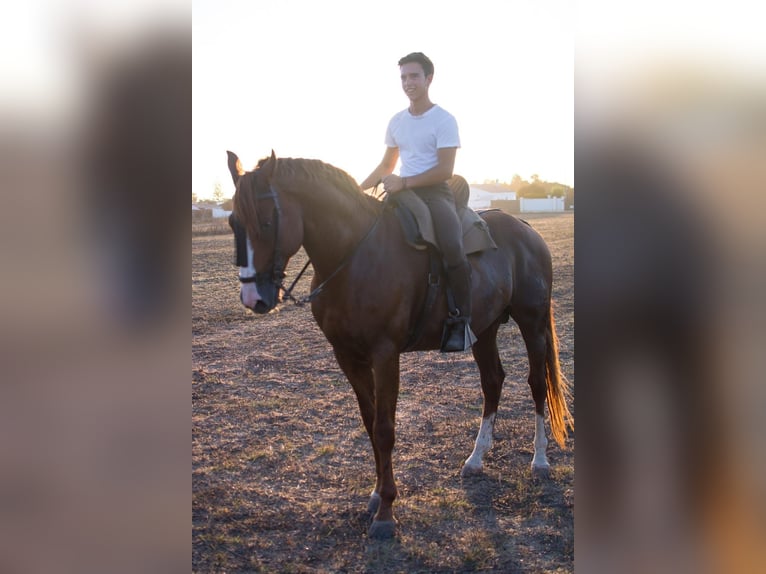Andalusiër Hengst 11 Jaar 165 cm Vos in Vejer de la Frontera