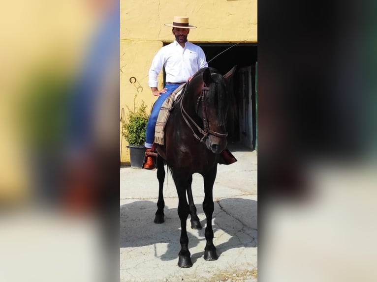 Andalusier Hengst 11 Jahre 170 cm Dunkelbrauner in Malaga