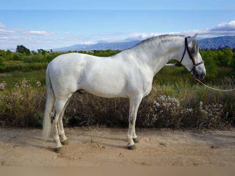 Andalusiër Hengst 12 Jaar 163 cm Schimmel in Corona, CA