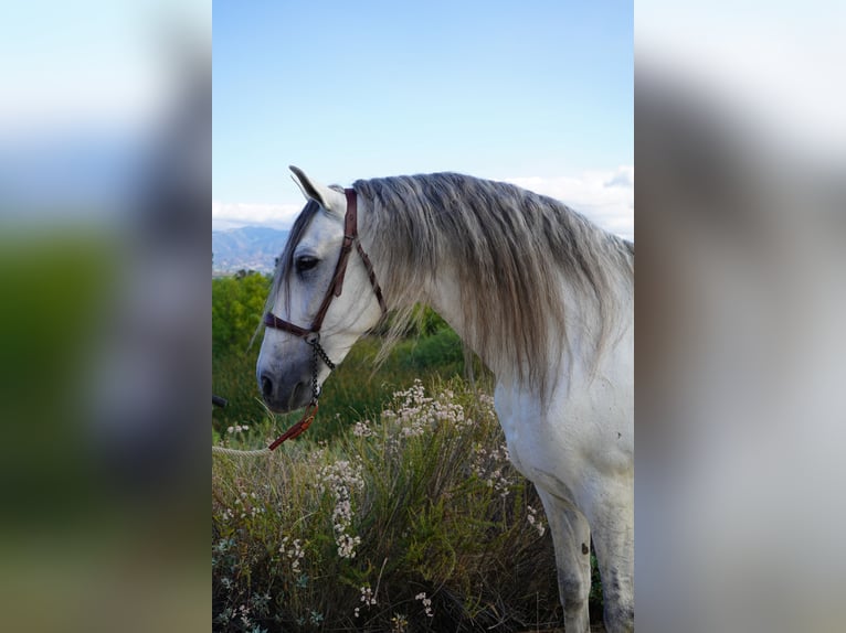 Andalusiër Hengst 12 Jaar 163 cm Schimmel in Corona, CA