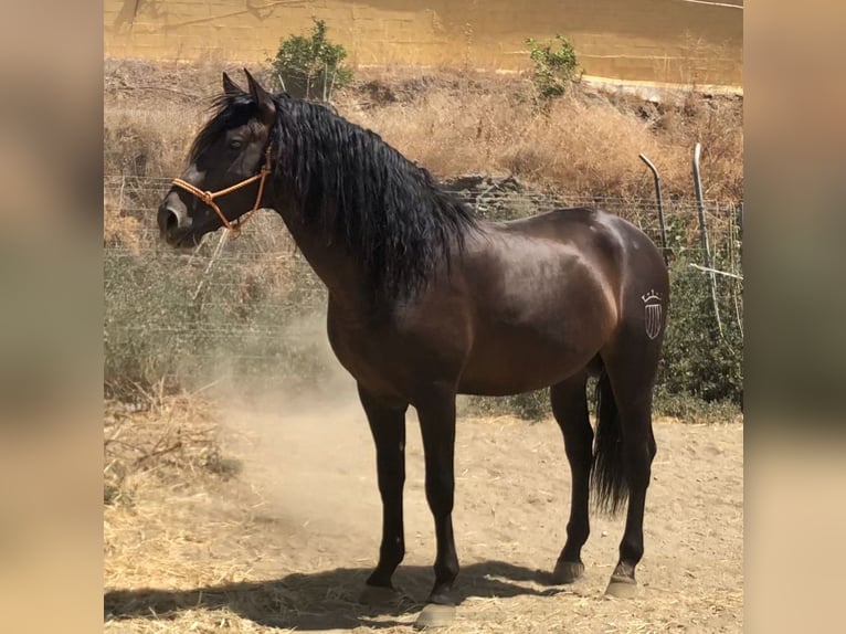 Andalusiër Hengst 12 Jaar 167 cm Donkerbruin in Mijas