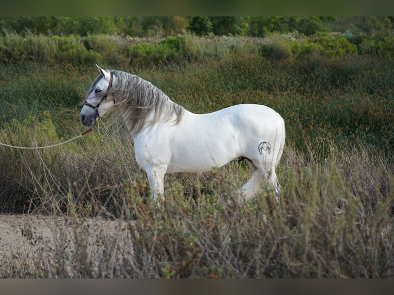 Andalusier Hengst 12 Jahre 163 cm Schimmel in Corona, CA