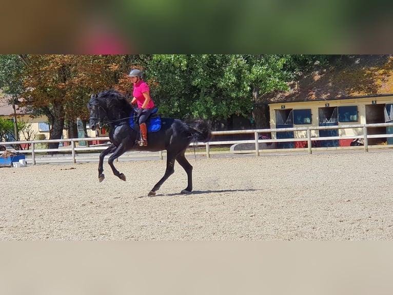 Andalusier Hengst 12 Jahre 165 cm Rappe in Solesmes