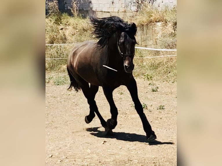 Andalusier Hengst 12 Jahre 167 cm Dunkelbrauner in Mijas