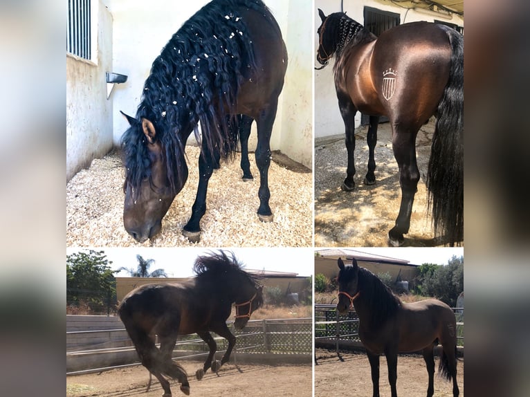 Andalusier Hengst 12 Jahre 167 cm Dunkelbrauner in Mijas