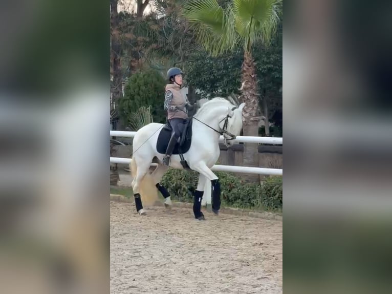 Andalusiër Hengst 13 Jaar 163 cm Wit in Ermelo