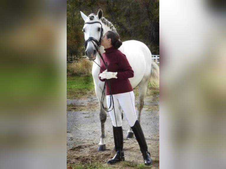 Andalusier Hengst 13 Jahre 157 cm Schimmel in Allentown