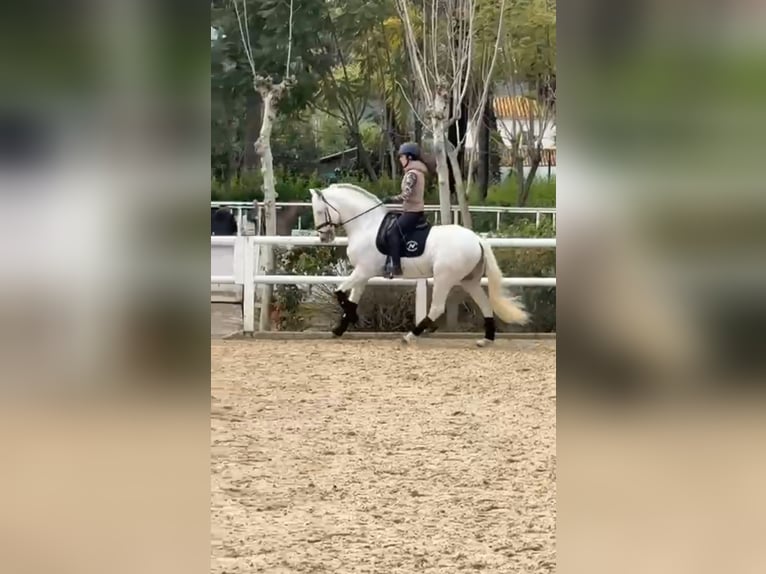 Andalusier Hengst 13 Jahre 163 cm White in Ermelo