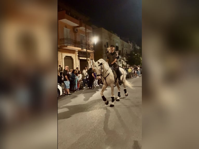 Andalusier Hengst 14 Jahre 160 cm Cremello in Santeramo in Colle