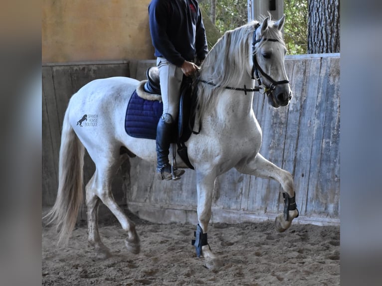 Andalusier Hengst 14 Jahre 160 cm Schimmel in Mallorca