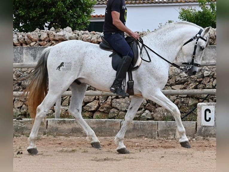 Andalusier Mix Hengst 14 Jahre 163 cm Schimmel in Menorca