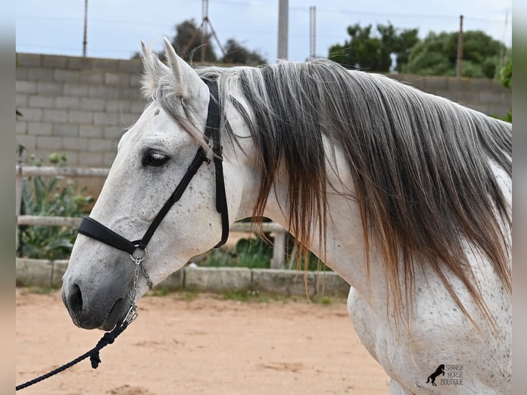 Andalusier Mix Hengst 14 Jahre 163 cm Schimmel in Menorca