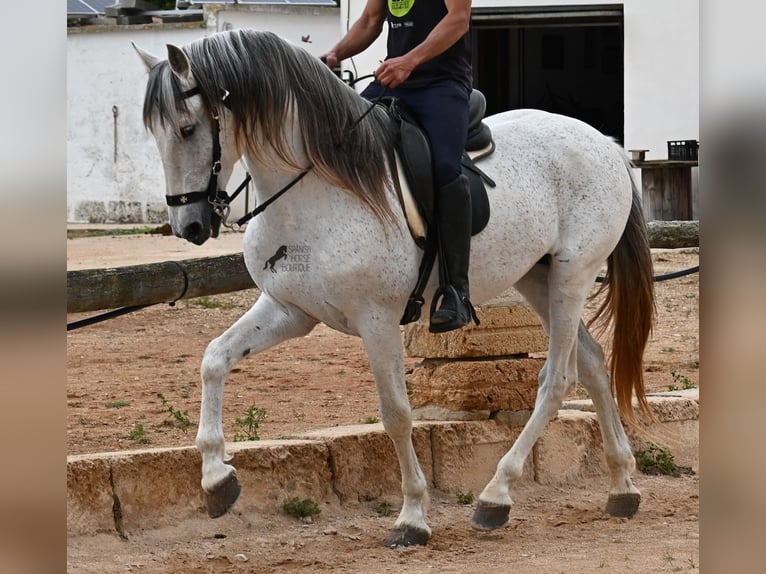 Andalusier Mix Hengst 14 Jahre 163 cm Schimmel in Menorca