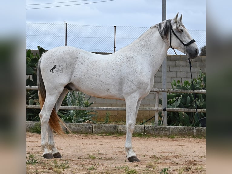 Andalusier Mix Hengst 14 Jahre 163 cm Schimmel in Menorca