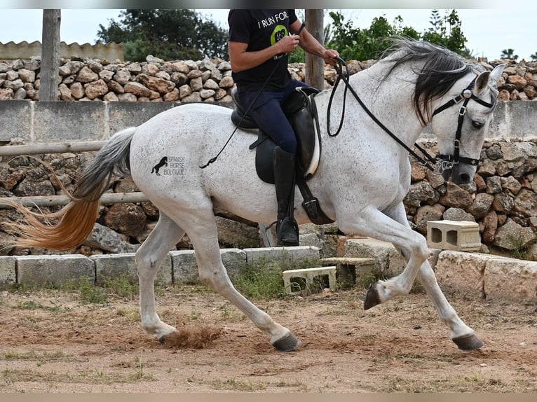 Andalusier Mix Hengst 14 Jahre 163 cm Schimmel in Menorca