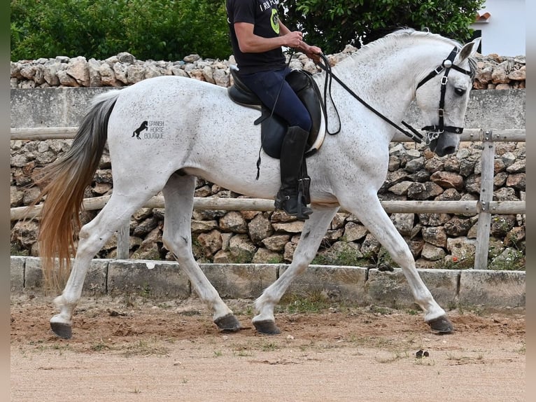 Andalusier Mix Hengst 14 Jahre 163 cm Schimmel in Menorca