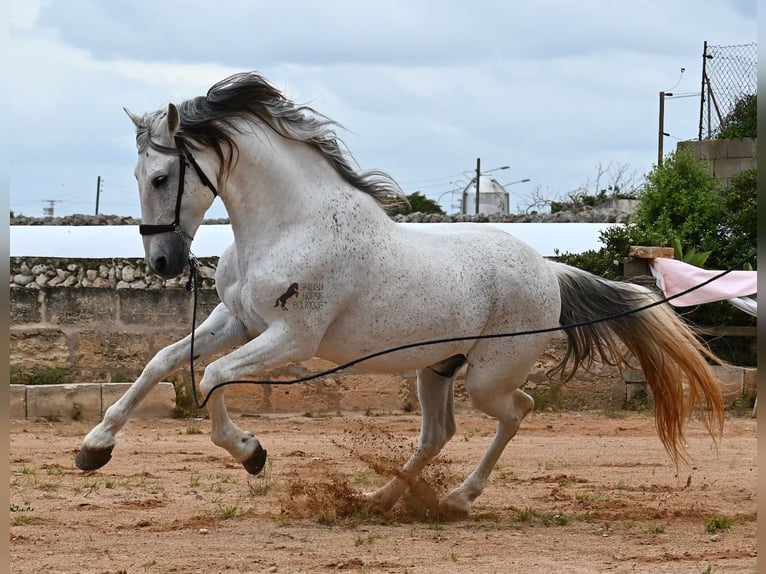 Andalusier Mix Hengst 14 Jahre 163 cm Schimmel in Menorca