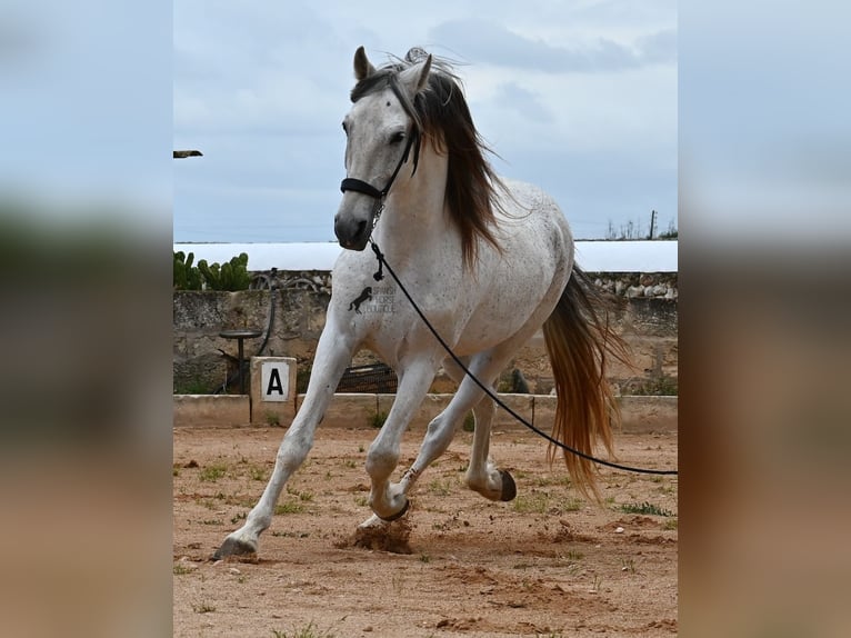 Andalusier Mix Hengst 14 Jahre 163 cm Schimmel in Menorca
