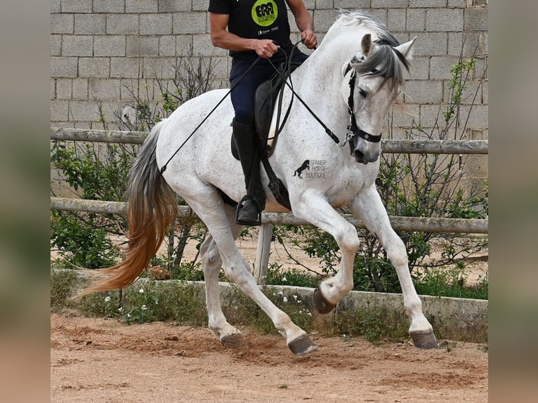 Andalusier Mix Hengst 14 Jahre 163 cm Schimmel in Menorca