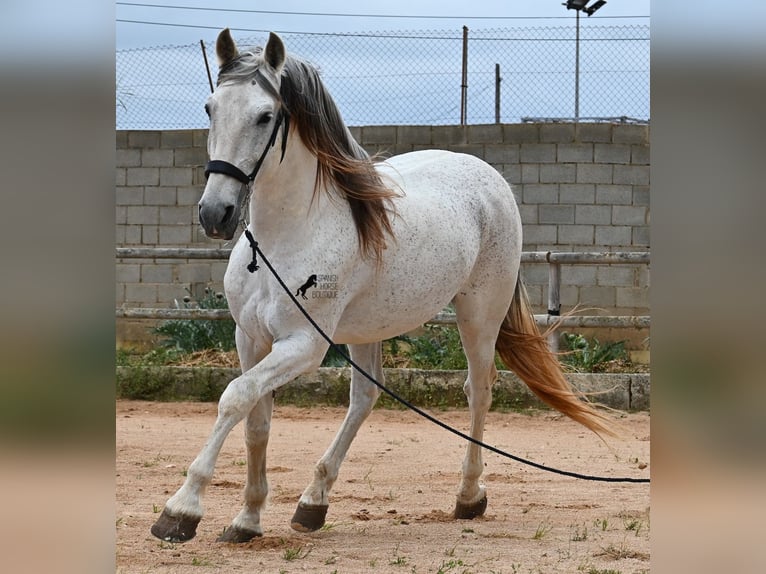 Andalusier Mix Hengst 14 Jahre 163 cm Schimmel in Menorca