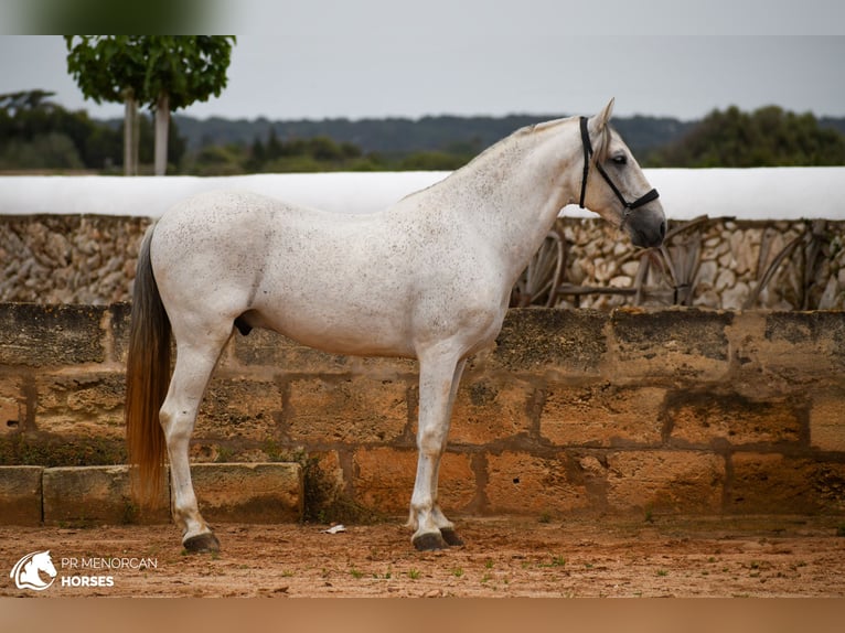 Andalusier Mix Hengst 14 Jahre 163 cm Schimmel in Menorca