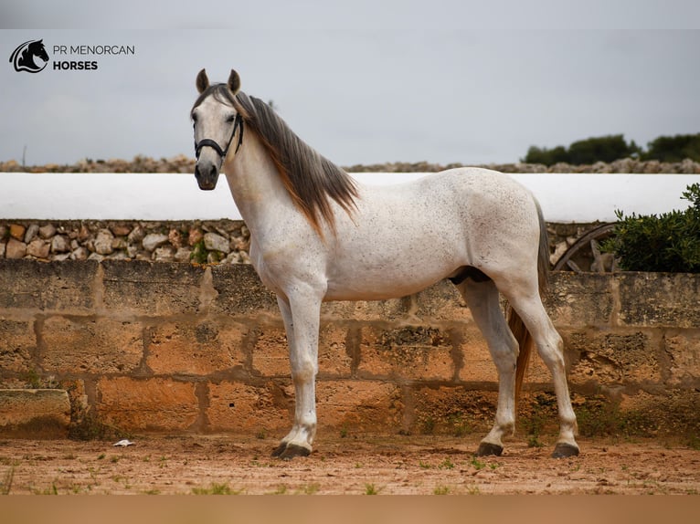 Andalusier Mix Hengst 14 Jahre 163 cm Schimmel in Menorca