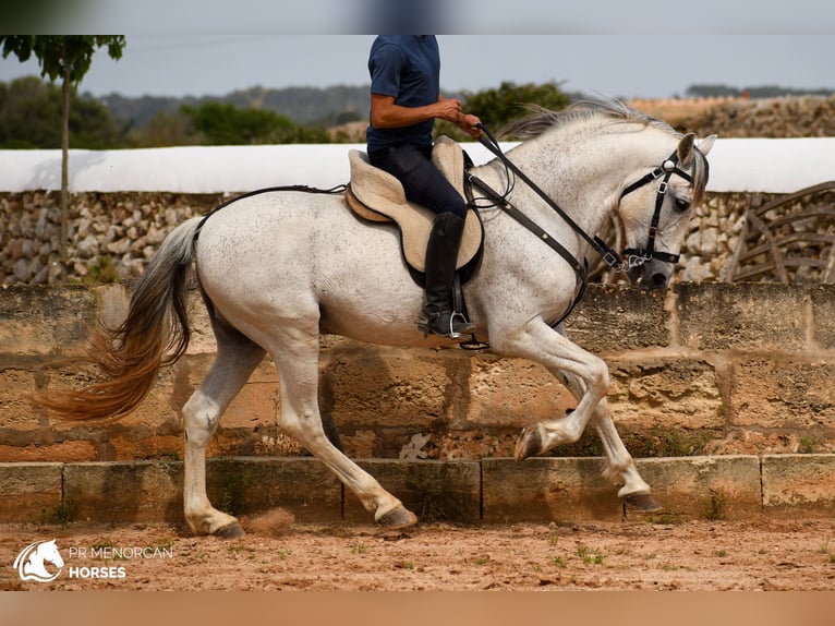 Andalusier Mix Hengst 14 Jahre 163 cm Schimmel in Menorca