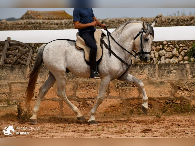 Andalusier Mix Hengst 14 Jahre 163 cm Schimmel in Menorca